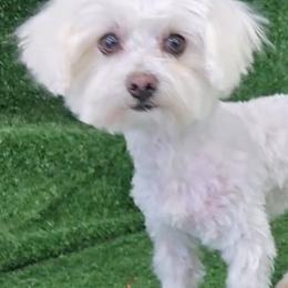 Bichon Frises, Maltese, Maltipoos, and Shih Tzus from Cooley's Cuddle Pups