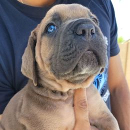 4 - Fawn male Cane Corso puppy in Scottsdale, Arizona from Marcus Attilius Cane Corso
