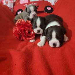 Boston Terrier Puppies from Beatrice's Kennels