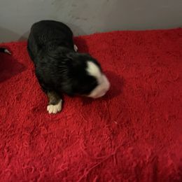 Priscilla - Black rust and white female Bernese Mountain Dog puppy in Strasburg, Ohio from Lois Allison