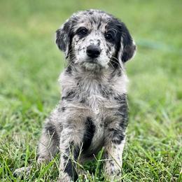 Hyacinth - Merle female Assorted Doodle Crosses puppy in Kansas City, Missouri from Beary GoldenDoodles
