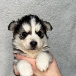 Pomsky All Grown Up from Full Moon Pomskies