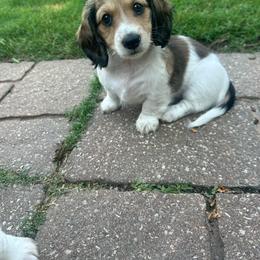 Snickers - Cream female Dachshund puppy in Bixby, Oklahoma from Luck Family Dachshunds