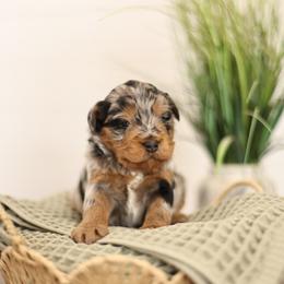 Slice - male Australian Mountain Doodle puppy in Spanish Fork, Utah from Little Puppy Co.