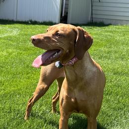 Vizslas from Shepherd Family Vizslas