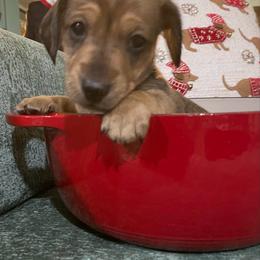 Brownie - Brindle male Dachshund puppy in Yelm, Washington from Hughes' Doxies