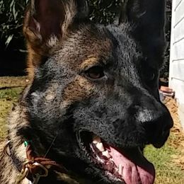 German Shepherds from Vuker Haus