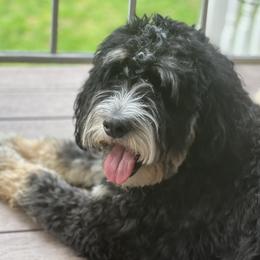 Chloe - Goldendoodle