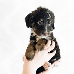 Girl 2 - Aussiedoodle puppy in Davidson, North Carolina from PLUM PUPS