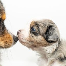 Toy Australian Shepherd Puppies from Tater Tails Toy Aussies