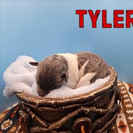 Tyler - White and blue male Rat Terrier puppy in Lynn, Alabama from Cryptic Rat Terriers