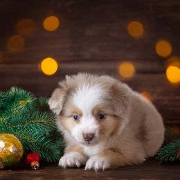 Dancer - Red merle male Toy Australian Shepherd puppy in Georgetown, Texas from Minikin Manor