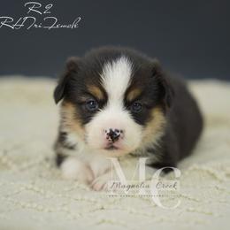 Rain 2 - Black and tan female Pembroke Welsh Corgi puppy in Straughn, Alabama from Magnolia Creek Corgis