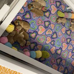 Golden Retriever Puppies from Golden Wise