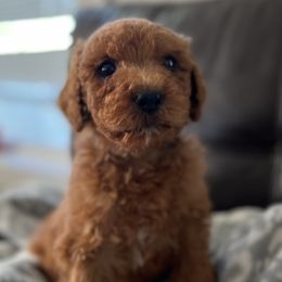 Poodle Puppies from Country Sundance Poodles