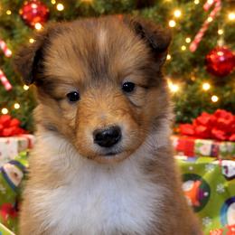 Blitzen - Sable and white female Collie puppy in Carencro, Louisiana from Cajun Bayou's Collies LLC