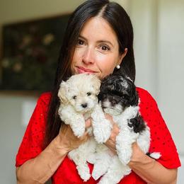 Maltipoo, Poodle, and Shihpoo Puppies from Doodle Lane - Toy Doodles Alabama
