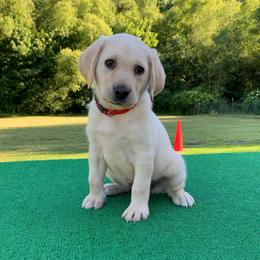 Labrador Retrievers from Sporting Life Kennels