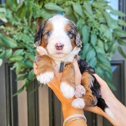 Axl - Merle male Bernedoodle puppy in Moses Lake, Washington from Macy Meadows Doodles