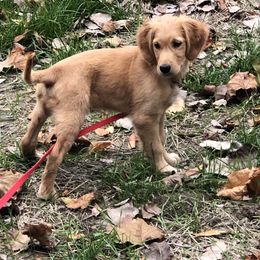 Golden Retriever Puppies from White Birch Golden Retreivers LLC