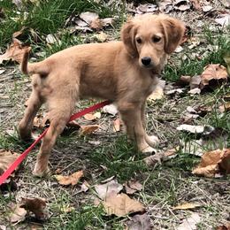 Golden Retriever Puppies from White Birch Golden Retreivers LLC