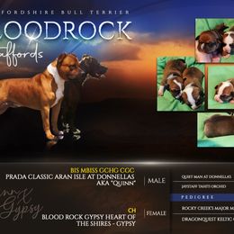 Staffordshire Bull Terrier puppies from Bloodrock Staffords