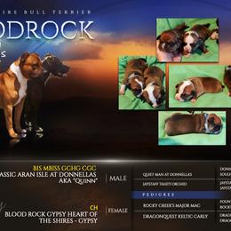 Staffordshire Bull Terrier puppies from Bloodrock Staffords