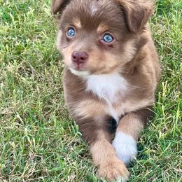 Leo - Red tri male Toy Australian Shepherd puppy in Miami, Oklahoma from HighEnd Aussies