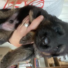 German Shepherd Puppies from Vom Hillhaus