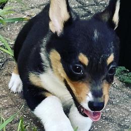 Pembroke Welsh Corgis from HLZ Pembroke Welsh Corgi's