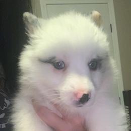 American Corgi, Miniature Australian Shepherd, and Pembroke Welsh Corgi Puppies from Rafter C Aussies & Corgis