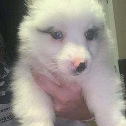 American Corgi, Miniature Australian Shepherd, and Pembroke Welsh Corgi Puppies from Rafter C Aussies & Corgis