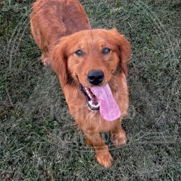 Puddin - Golden Retriever