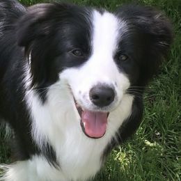Taboo - Border Collie