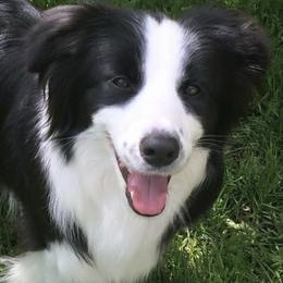 Taboo - Border Collie