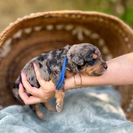 Louie - Merle male Goldendoodle puppy in Highland, Utah from Angel Pups Deluxe