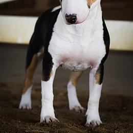 Tootie - Bull Terrier
