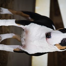 Tootie - Bull Terrier