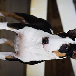 Tootie - Bull Terrier