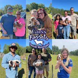 Basset Hound Puppies from Goss Bassets