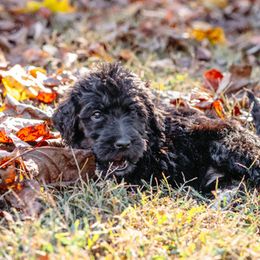 Double Doodle and Labradoodle Puppies from Delightfully Double Doodles