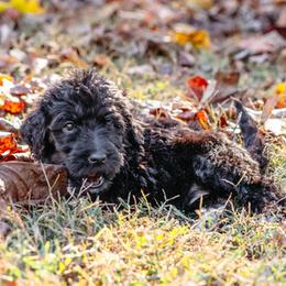 Double Doodle and Labradoodle Puppies from Delightfully Double Doodles