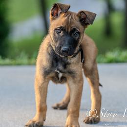 O Male 2 - Green Collar - Yellow male Dutch Shepherd puppy in Alum Creek, West Virginia from Stay Wild K9
