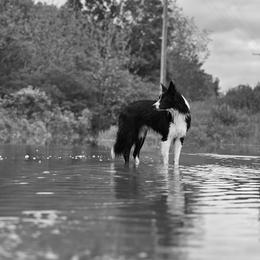 Delilah - Border Collie