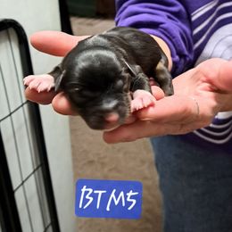 Boy 2 - Black tri male Miniature Australian Shepherd puppy in Elgin, Oregon from LongMile Aussies