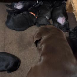 Boy 2 - Black male Labrador Retriever puppy in Colorado City, Colorado from Labrador emPAWrium