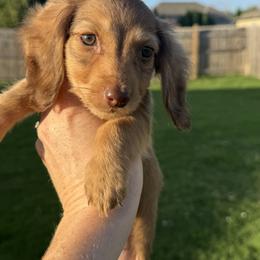 Ready Now Espresso limited AKC - Chocolate and cream male Dachshund puppy in Bartlesville, Oklahoma from Kippers Keepsake Dachshunds