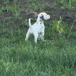 White Collar Female - White and black female Dalmatian puppy in Colome, South Dakota from KB Ridgebacks and Dals, LLC