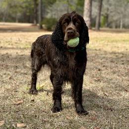Malibu - English Springer Spaniel