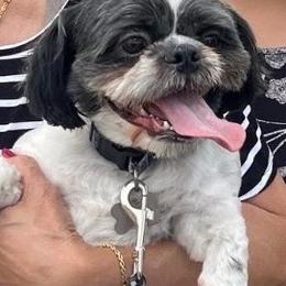 Boba - Black white and silver male Shih Tzu puppy in Victorville, California from RUMBLE n TUMBLE